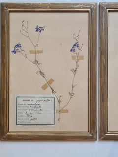 Herbier Botanical Specimens, Set of Three, Gilt Framed, French
