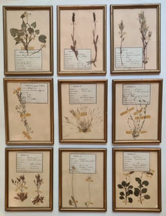 Herbier Botanical Specimens, Set of Nine, Gilt Framed, French