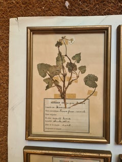Herbier Botanical Specimens, Set of Nine, Gilt Framed, French