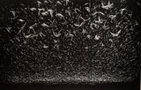 Murmuración, 2016