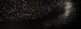 Murmuration, Rome 2015