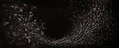 Murmuration, Siena