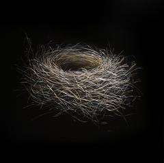 Bluebird Nest