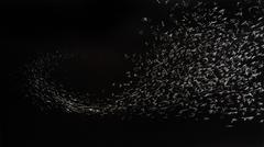 Murmuration, Verona