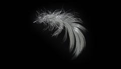 Feather V