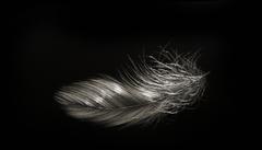 Feather IV