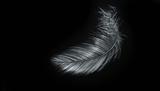Feather II ( plumes)