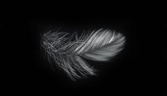 Feather III