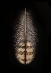 Quail Feather 