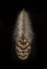 Bobwhite Feather 