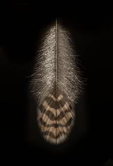 Bobwhite Feather
