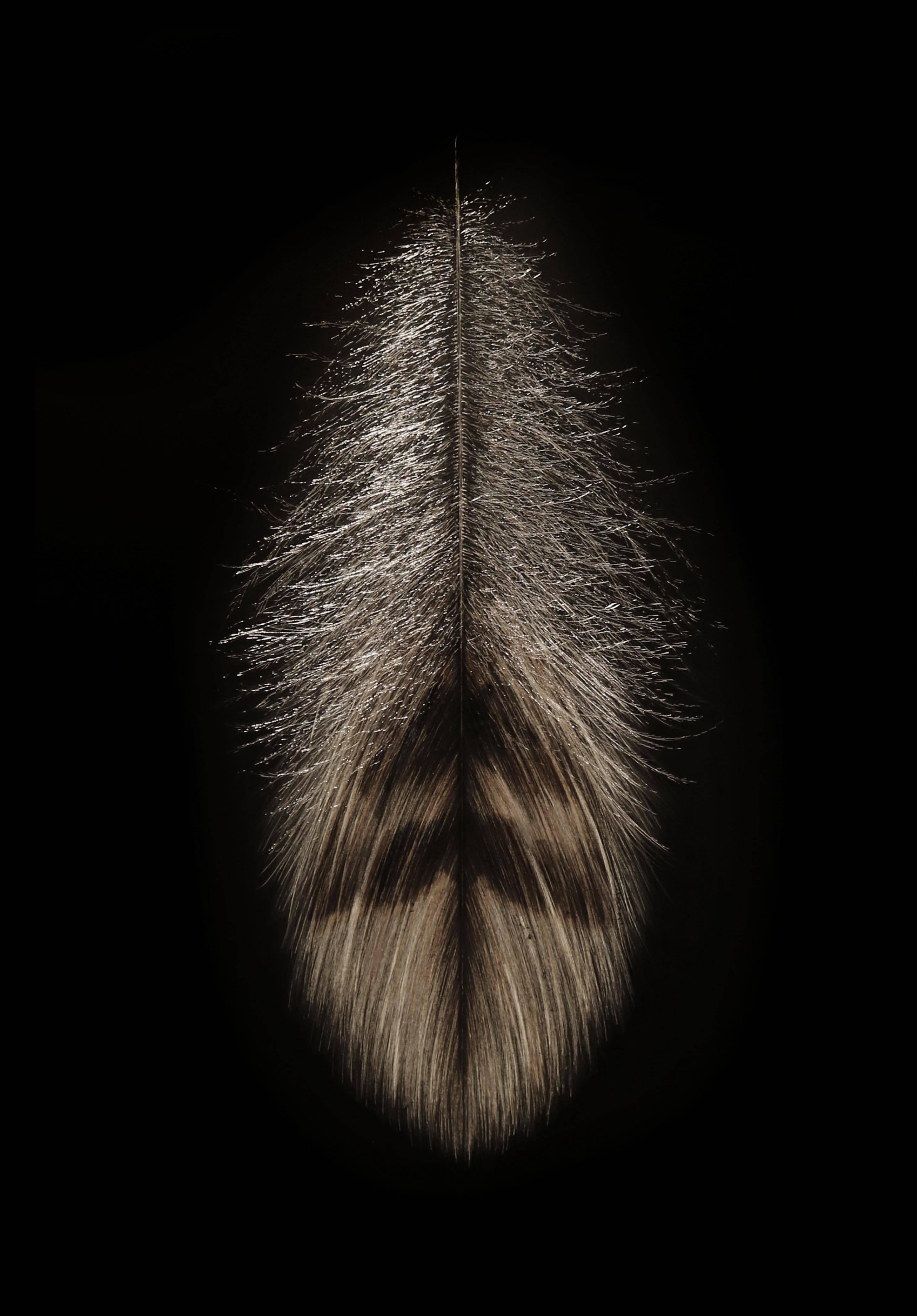 Mitchell Lonas Still-Life Painting - Barn Owl Plume
