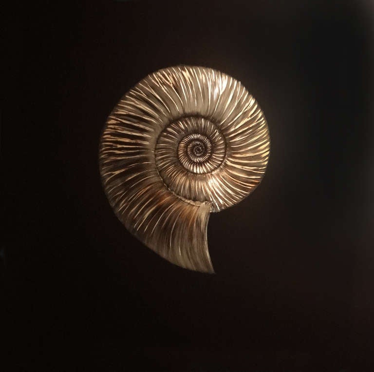 Mitchell Lonas Figurative Painting - Ammonite Fossil