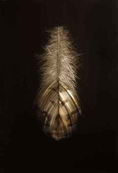 Grouse Feather II