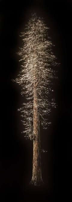 Redwood