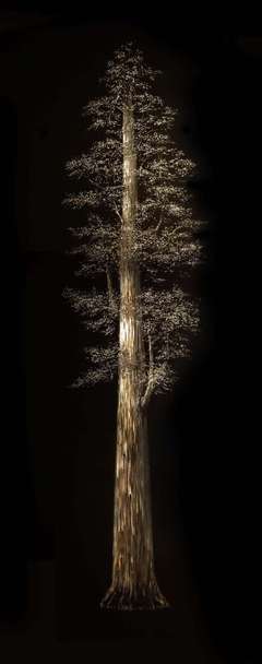 Redwood II