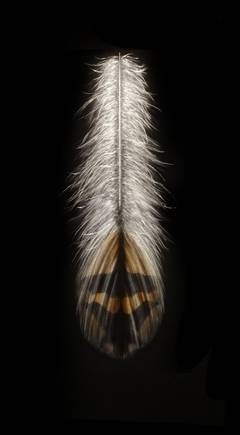 Grouse Feather I