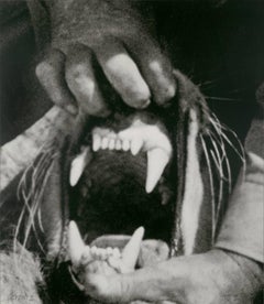 Hands & Feet: Hands, Tiger & Teeth