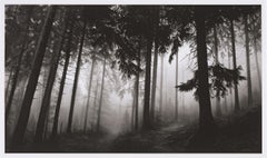 Forest of Doxa - Contemporary, Pigment Print, Landscape, Nature, Trees