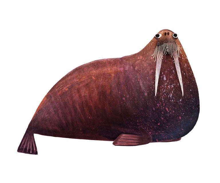 Morses de l'Atlantique - Print de Brendan Wenzel