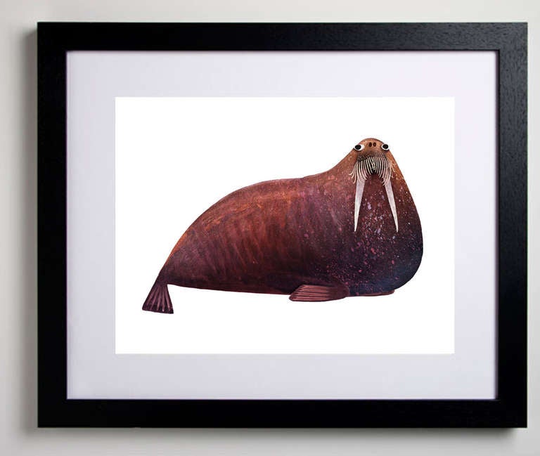 Morses de l'Atlantique en vente 1