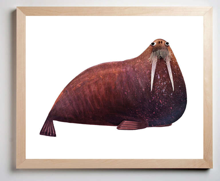 Morses de l'Atlantique en vente 2