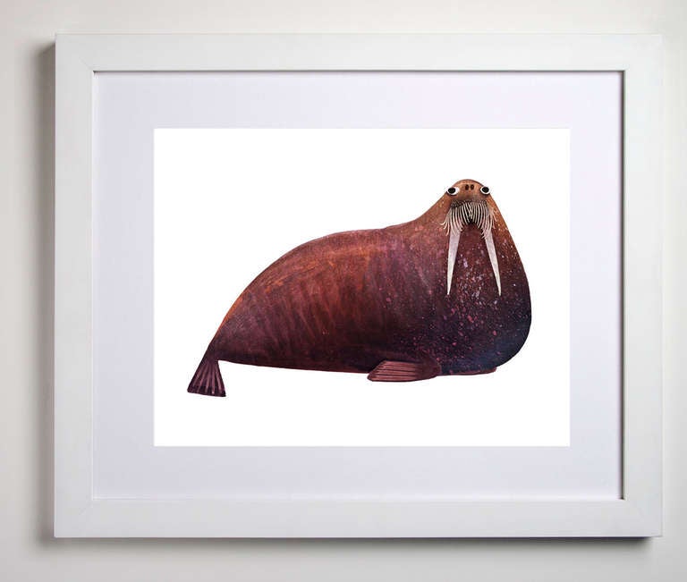 Morses de l'Atlantique en vente 5