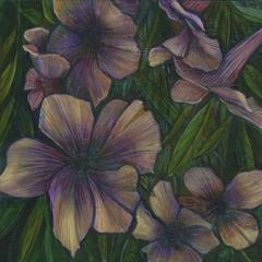Mexican Petunia 5