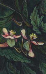 Begonias 6