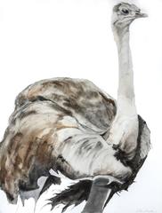 Female Ostrich - 9