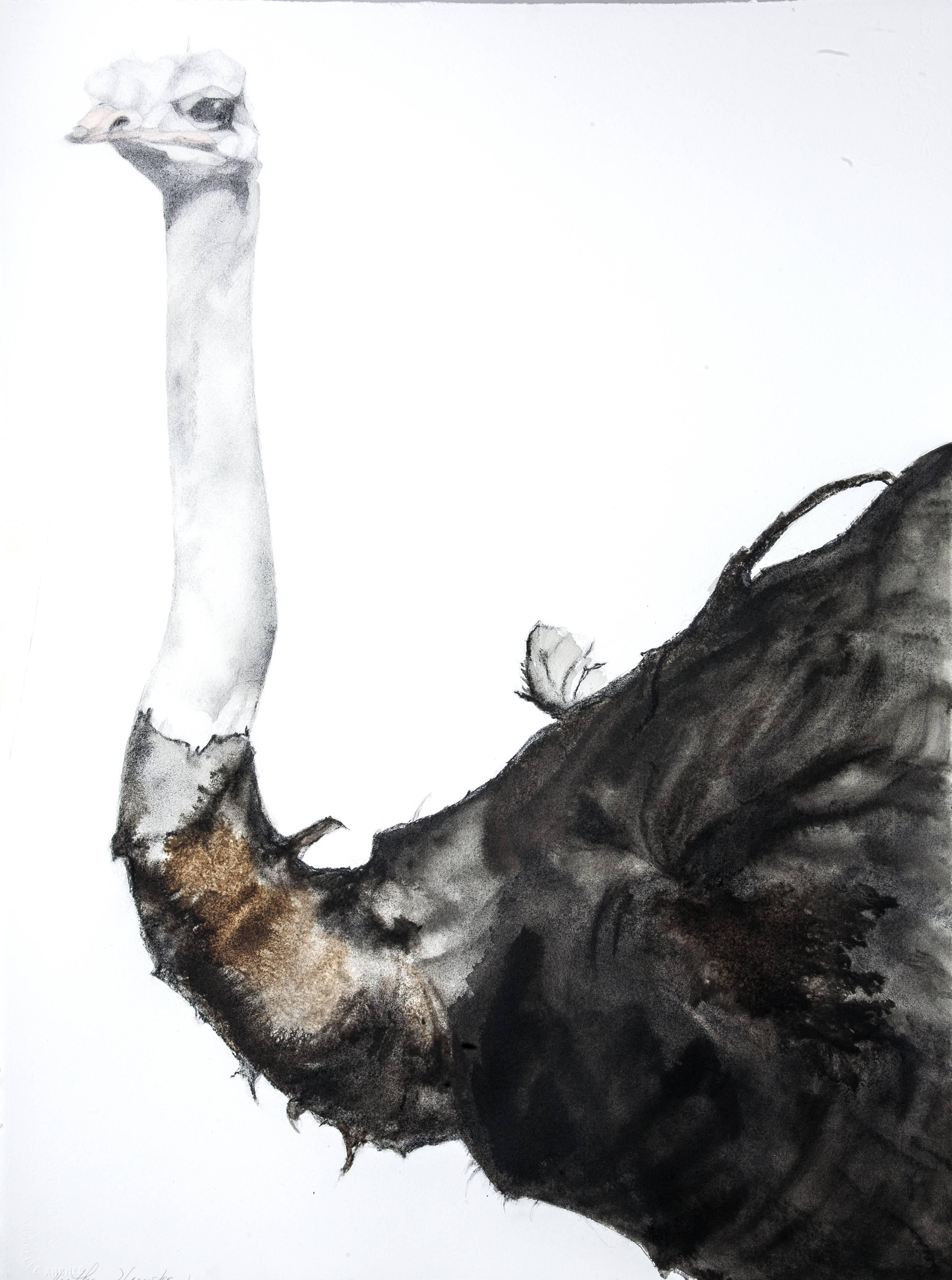 Heather Lancaster Animal Art - Male Ostrich Profile - 10