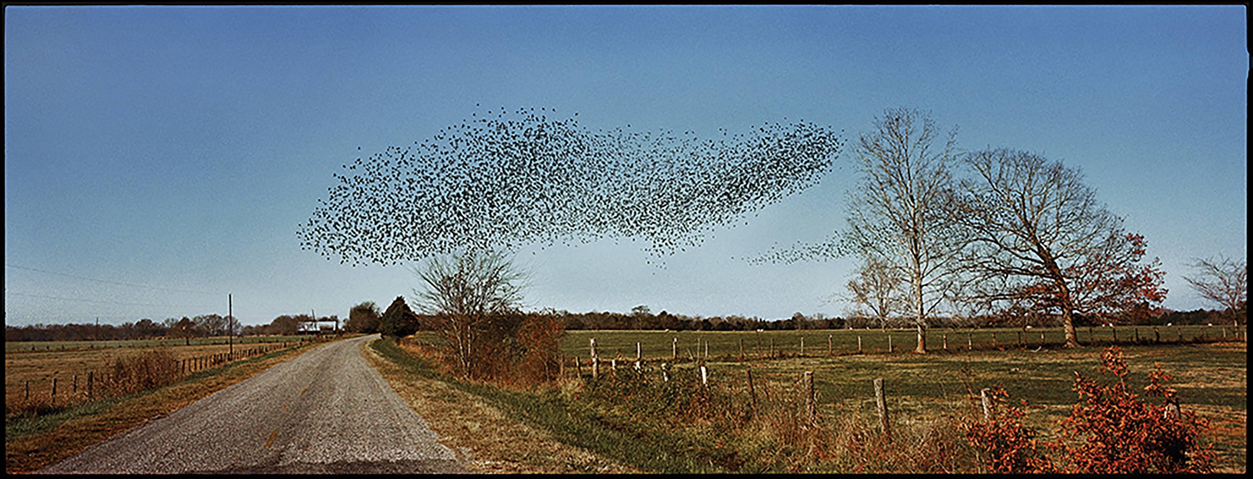 Jerry Siegel Landscape Photograph - "Birds, Perry County, AL" - Southern Documentary Photography - Christenberry