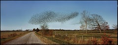 "Birds, Perry County, AL" - Southern Documentary Photography - Christenberry