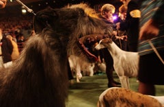 Scottish Deerhound with Greyhound, from the Canine Kingdom Series, NYC