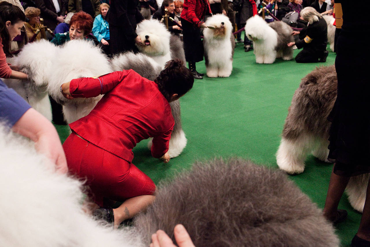 Landon Nordeman Color Photograph - Red Suit with Old English Sheepdogs, from the Canine Kingdom Series, NYC