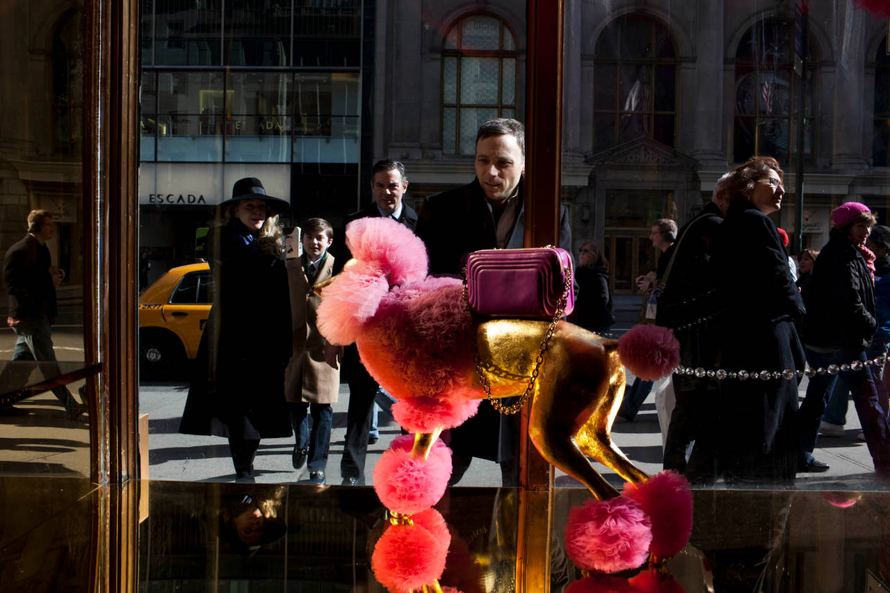 Landon Nordeman Color Photograph - Golden Poodle, 5th Avenue, from the Canine Kingdom Series, New York, New York