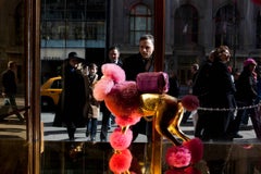 Golden Poodle, 5th Avenue, from the Canine Kingdom Series, New York, New York