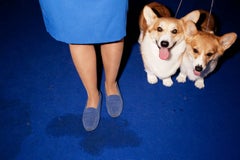 "Blue Corgis, Paris, France" - Abstract Dog Show Photography - Canine Kingdom