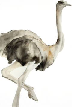 Medium Female Ostrich #2