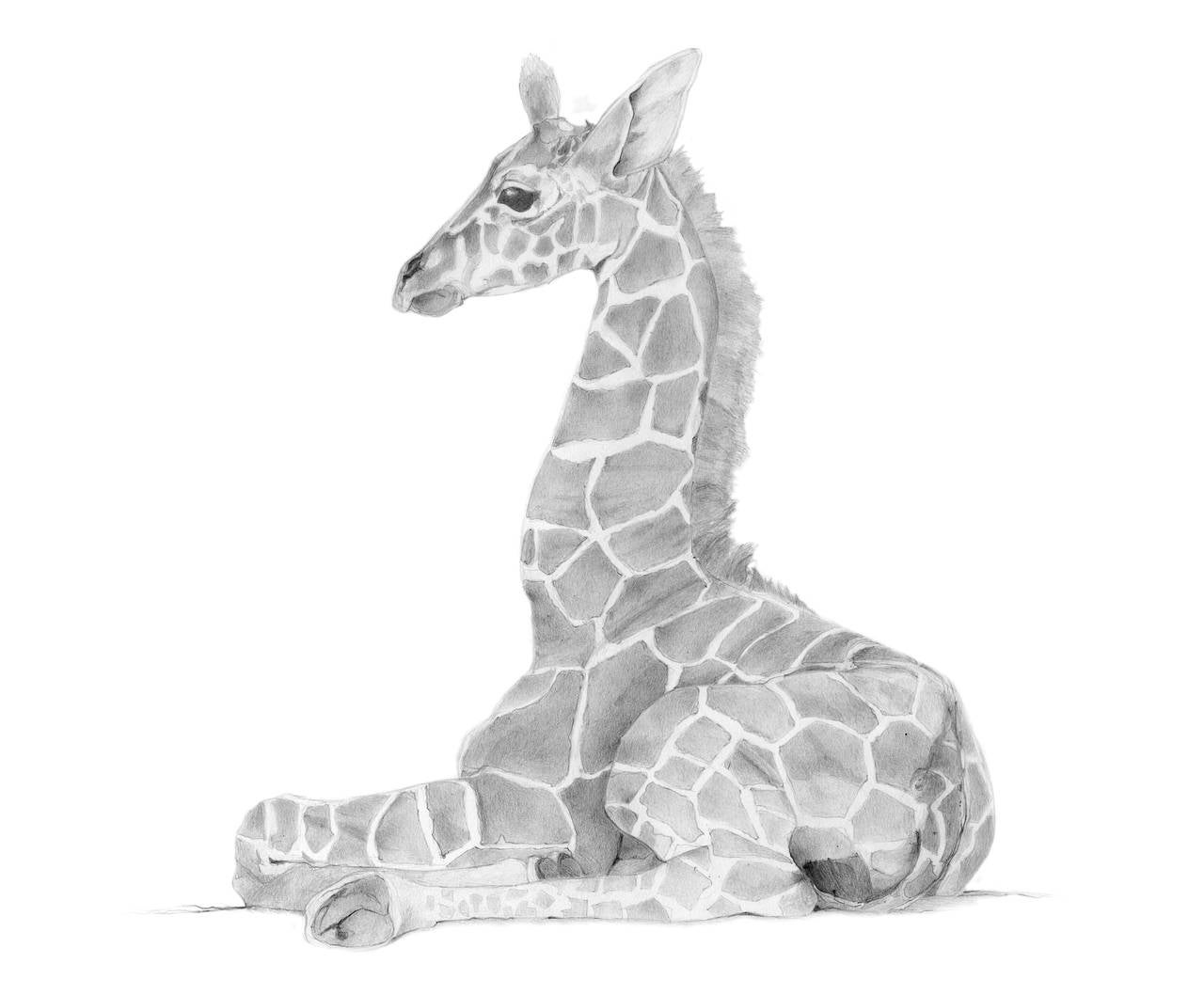 Discover more than 153 giraffe colour drawing best - seven.edu.vn
