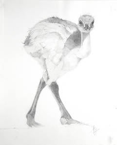 Baby Ostrich 3
