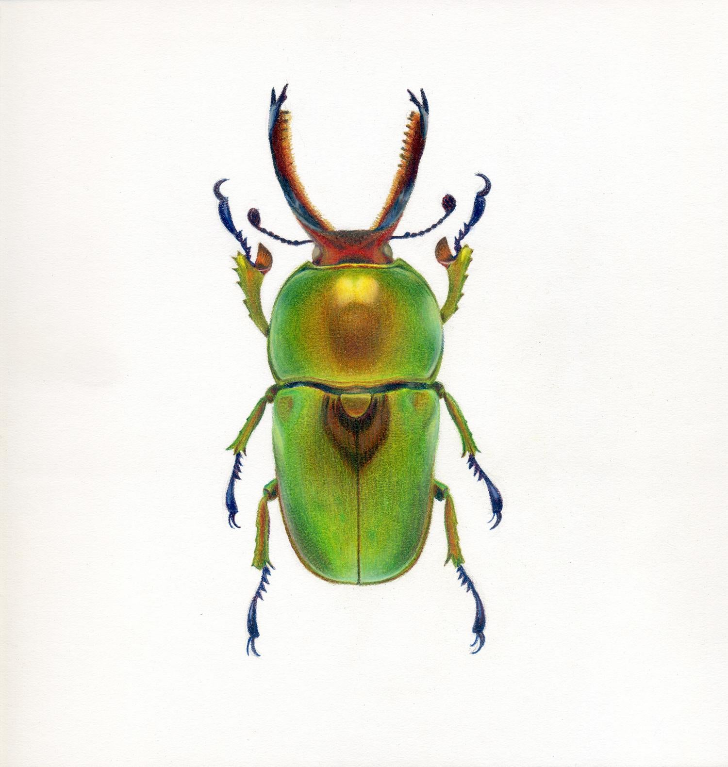 Hannah Hanlon Animal Art - 'Green Beetle #3' - insect illustration - hyperrealism - Chuck Close