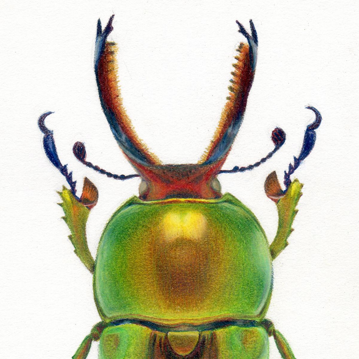 'Green Beetle #3' - insect illustration - hyperrealism - Chuck Close - Art by Hannah Hanlon