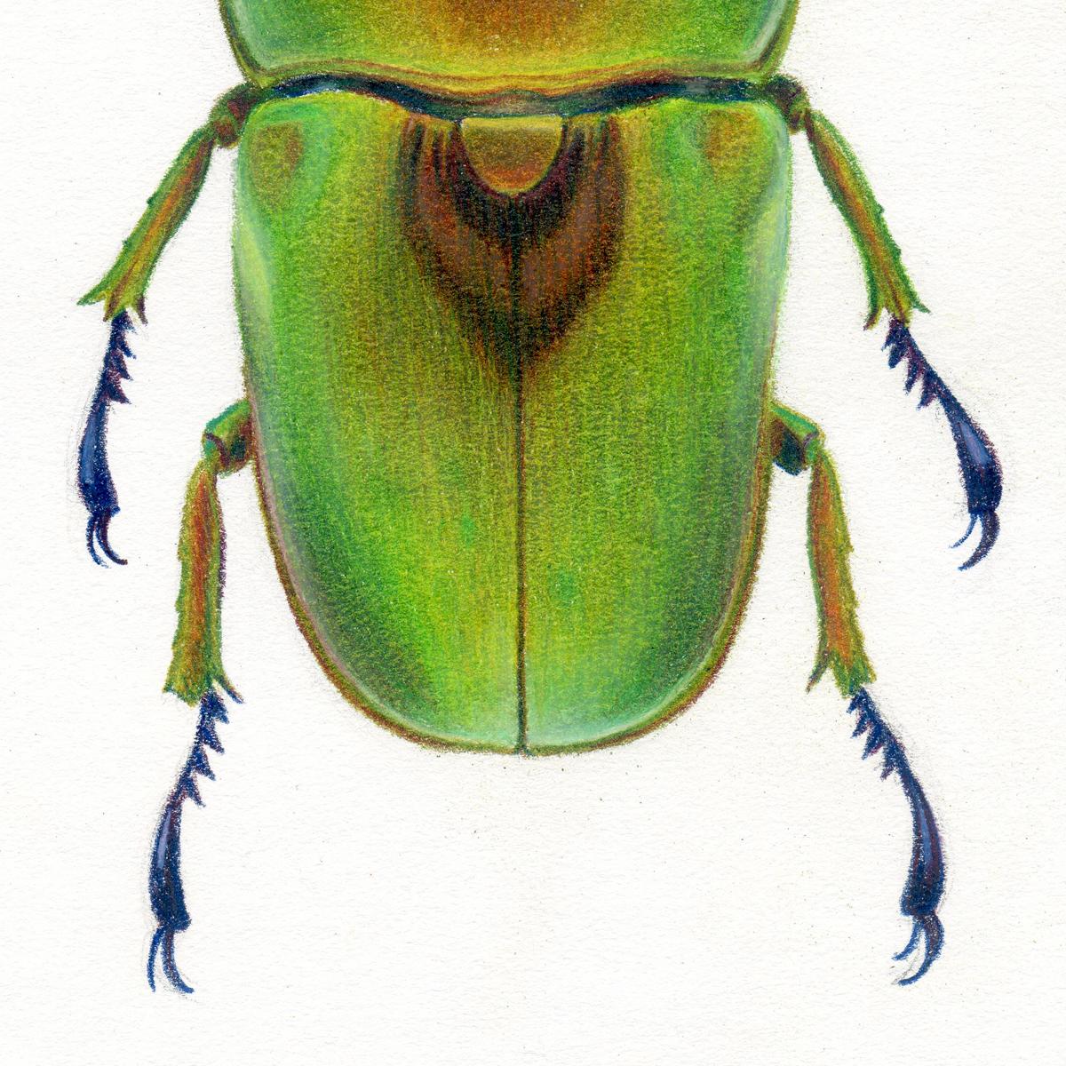 'Green Beetle #3' - insect illustration - hyperrealism - Chuck Close - Realist Art by Hannah Hanlon