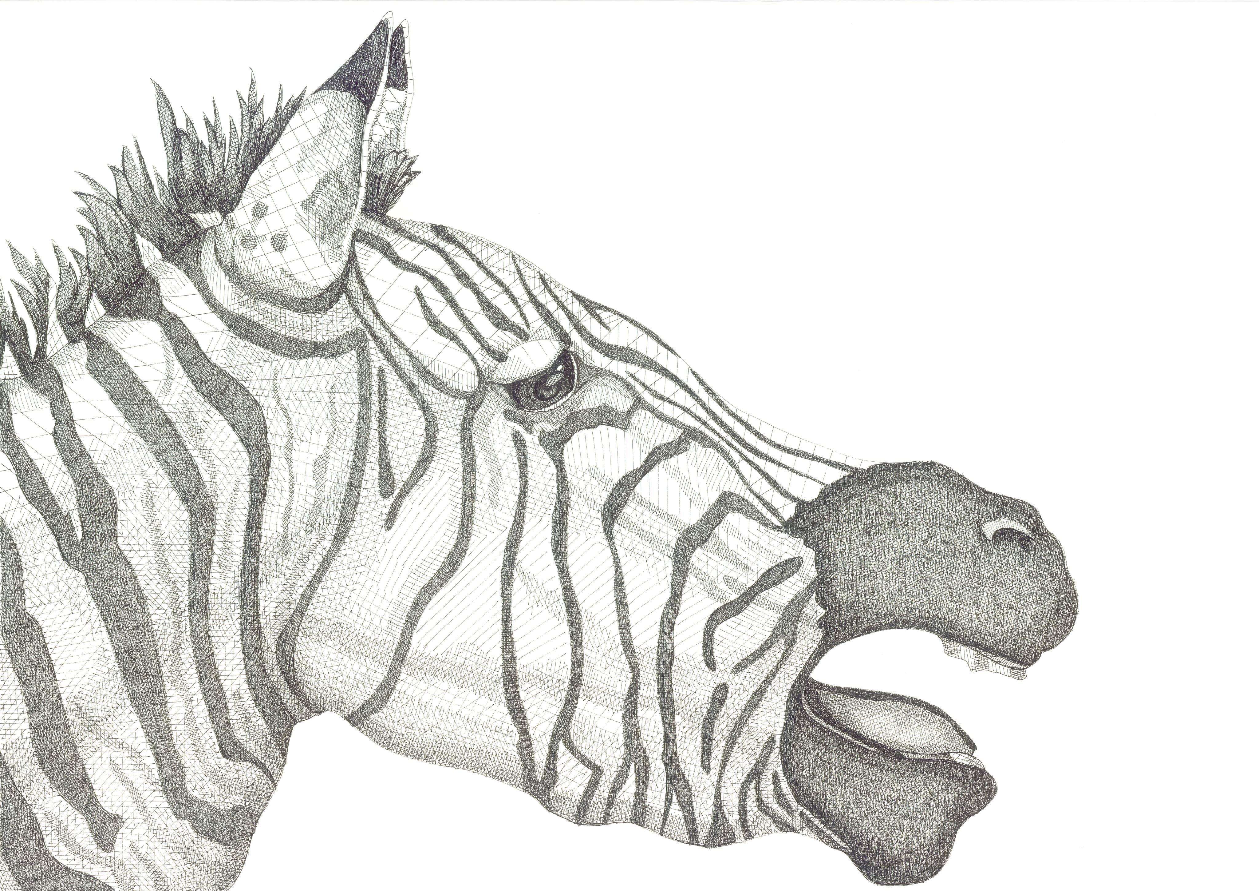 Arianna Fioratti Loreto Animal Art - Zebra