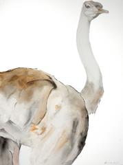 Female Ostrich-Profile