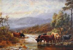 Highland Cattle