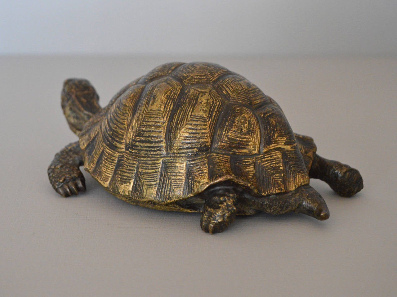 bergman tortoise
