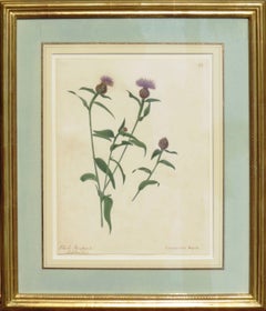 Antique "Black Knapweed - Centaurea Nigra"