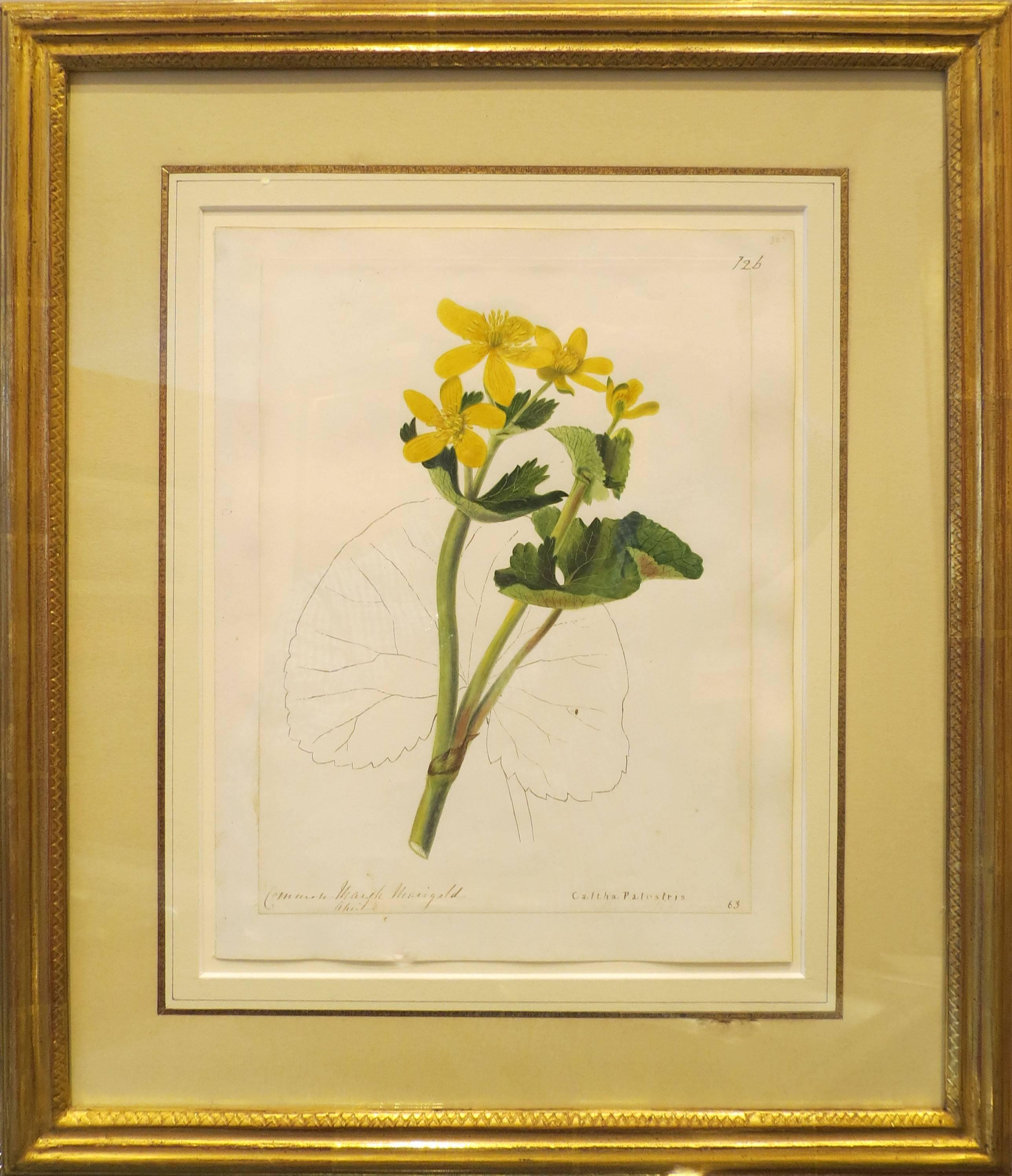 Emily Stackhouse Still-Life – "Gewöhnliches Marsh-Marigold - Caltha Palustris"